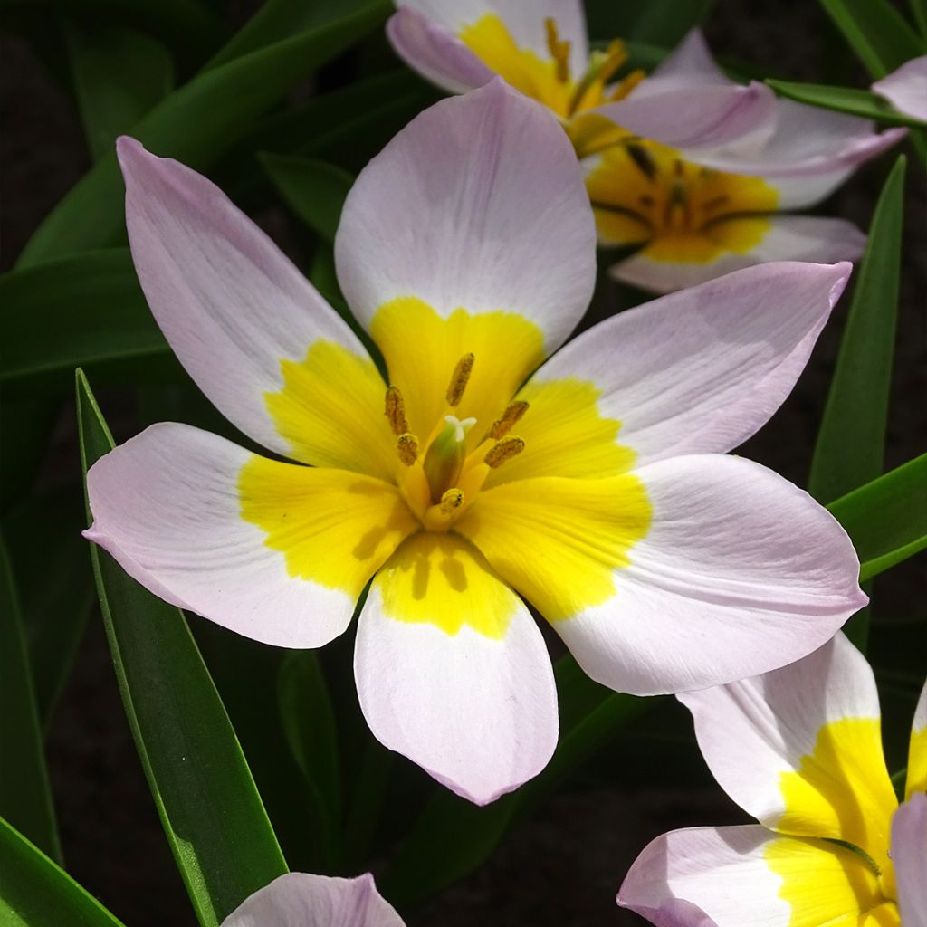 Tulipano bakeri Lilac Wonder - Tulipano botanico