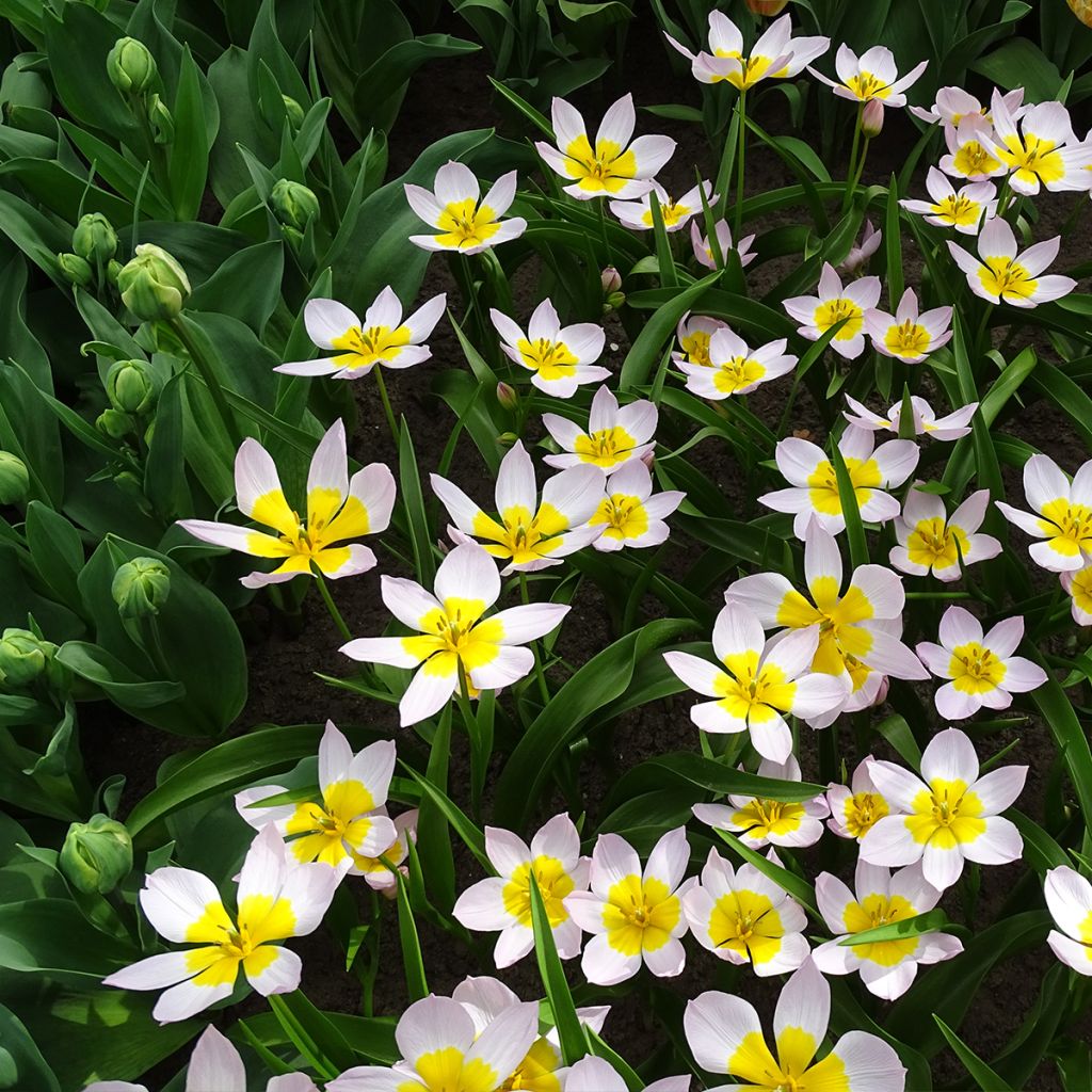 Tulipano bakeri Lilac Wonder - Tulipano botanico