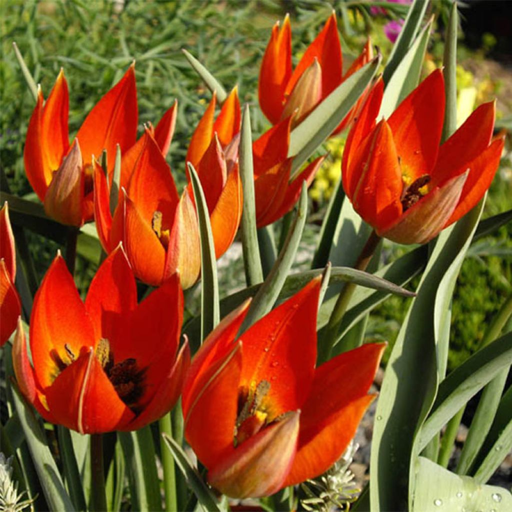 Tulipa botanique whittallii