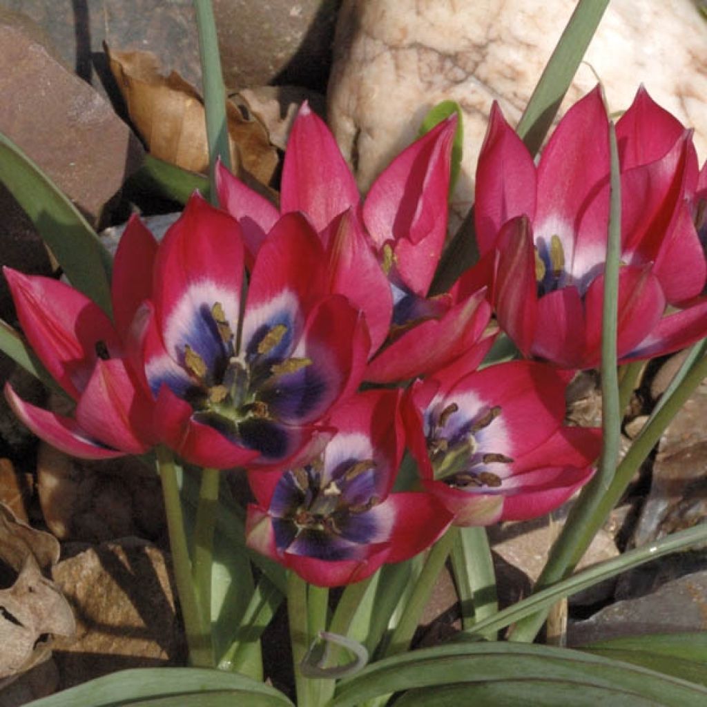 Tulipe Botanique Little Beauty