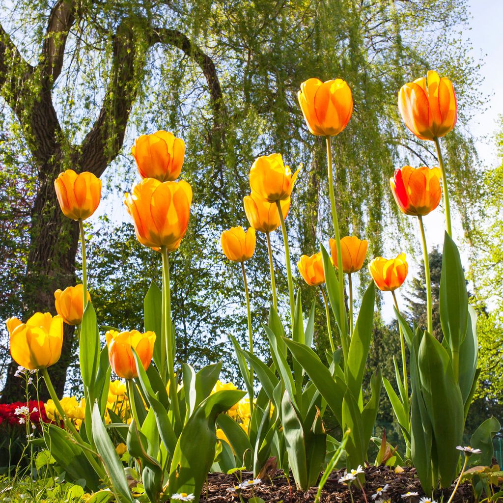 Tulipano Darwin Blushing Apeldoorn