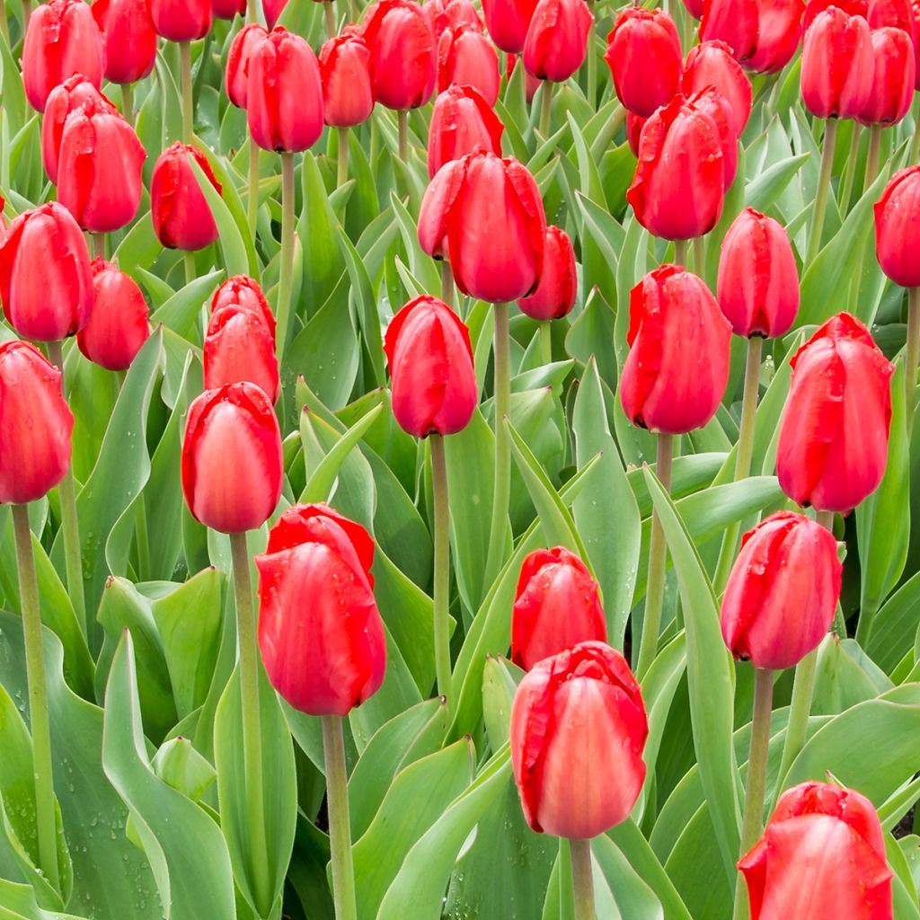 Tulipano Darwin Red Impression