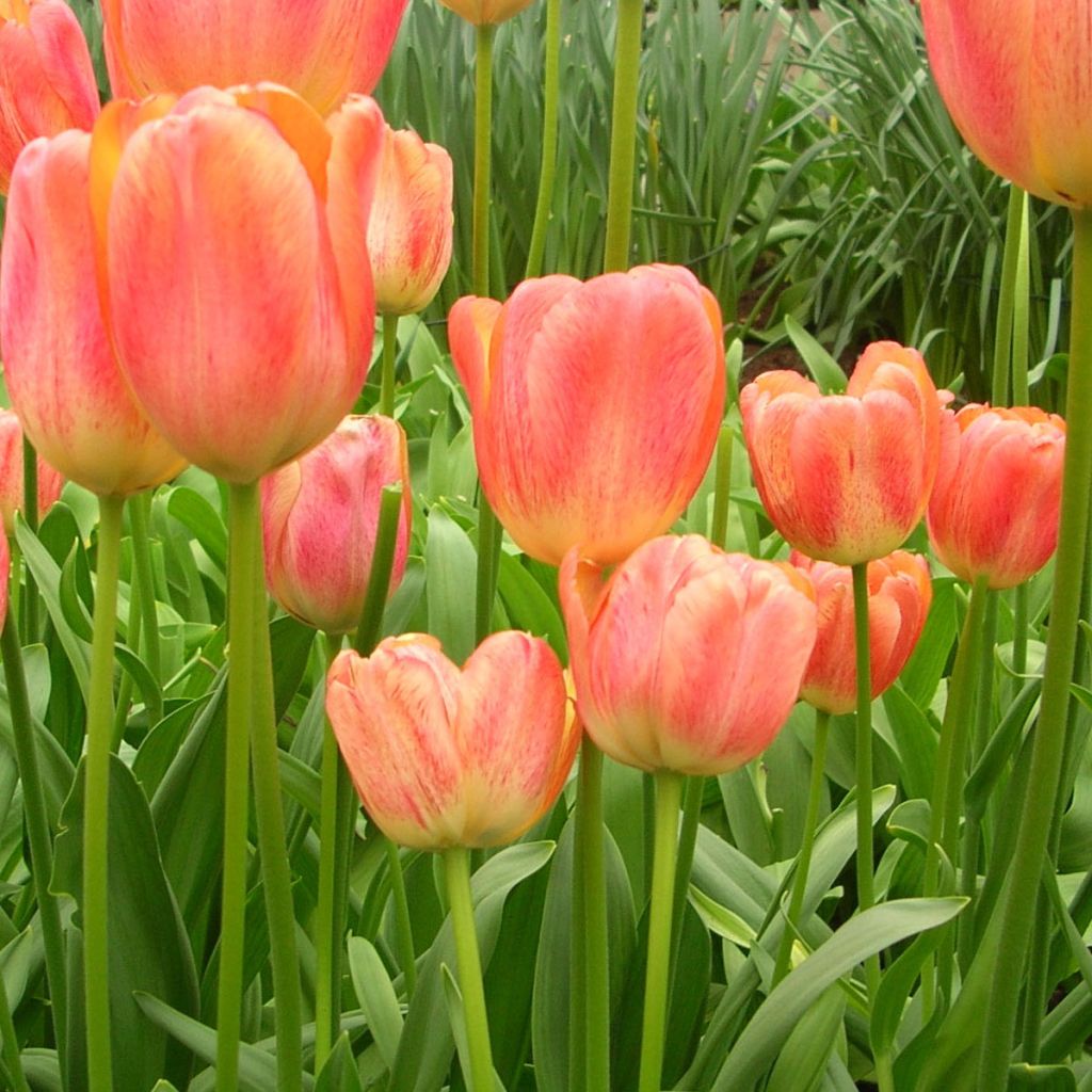 Tulipe Darwin Tequila Sunrise