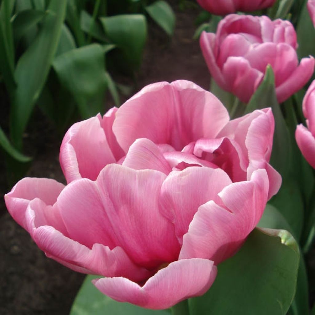 Tulipe Double Tardive Double You