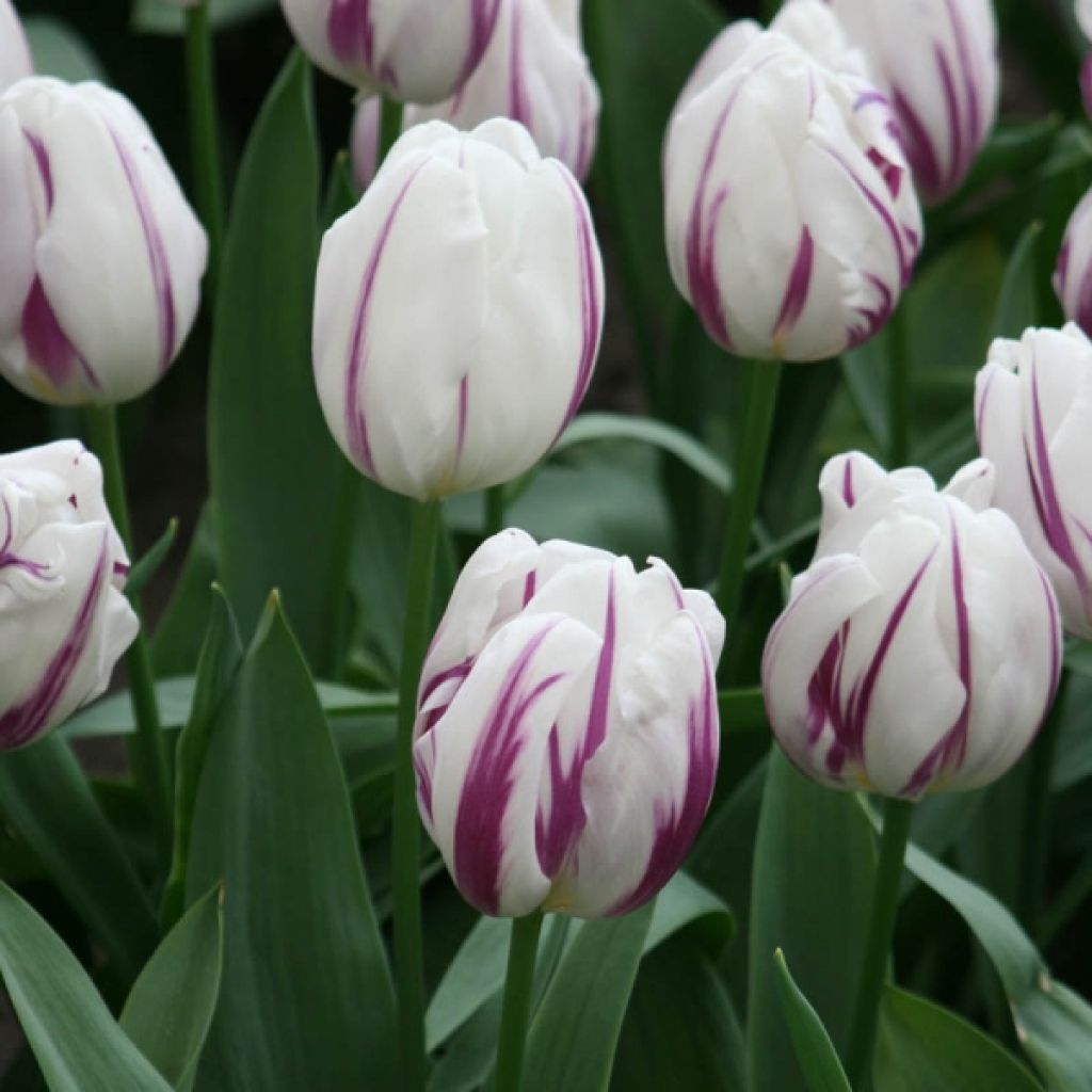 Tulipe Triomphe Flaming Flag