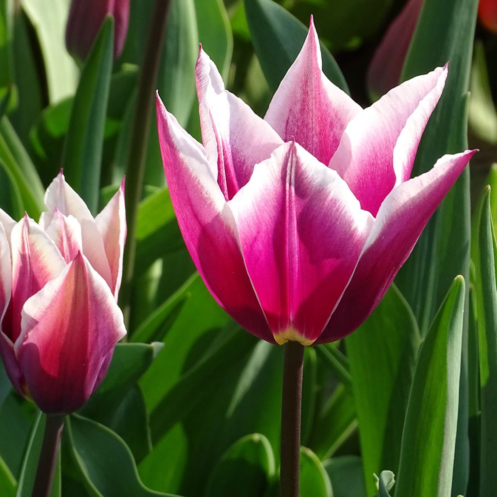 Tulipano Giglio Claudia