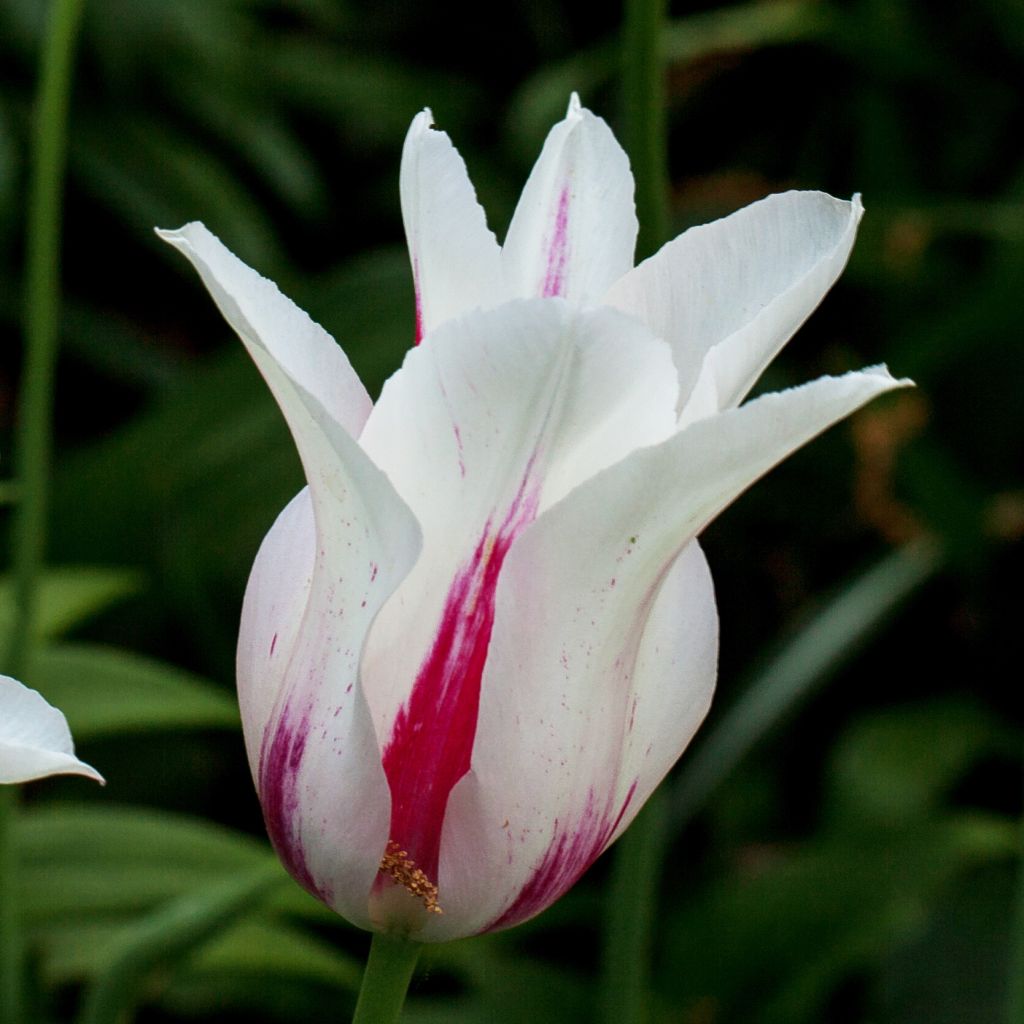 Tulipe Fleur De Lis Marilyn