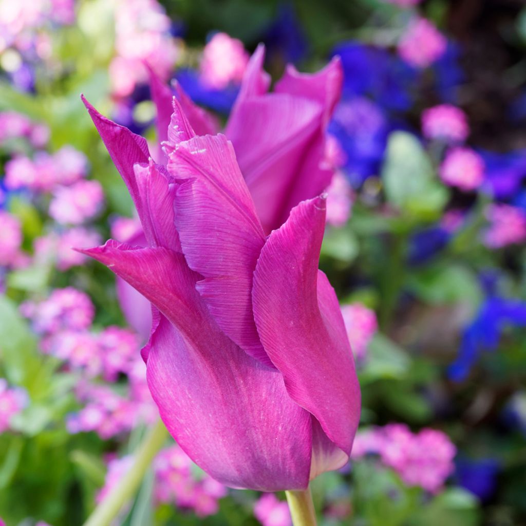 Tulipano Giglio Burgundy