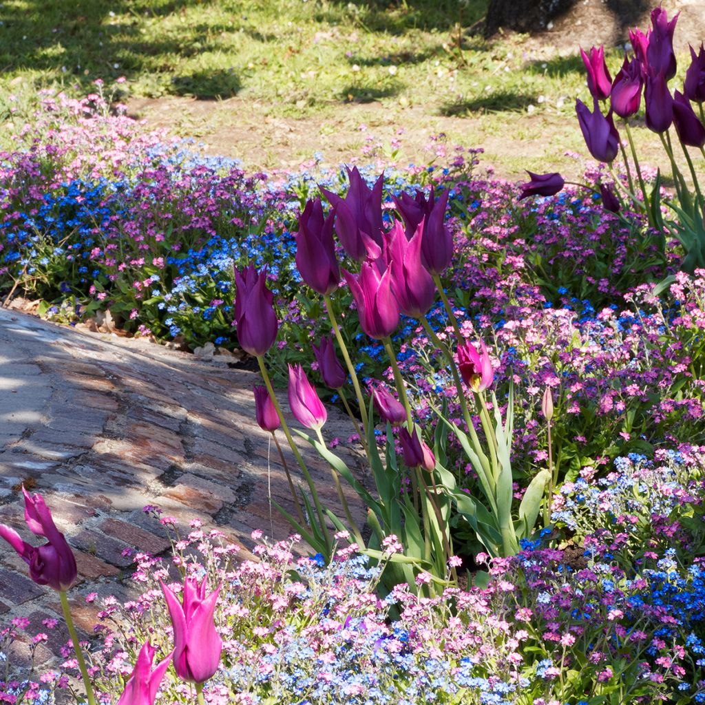 Tulipano Giglio Burgundy