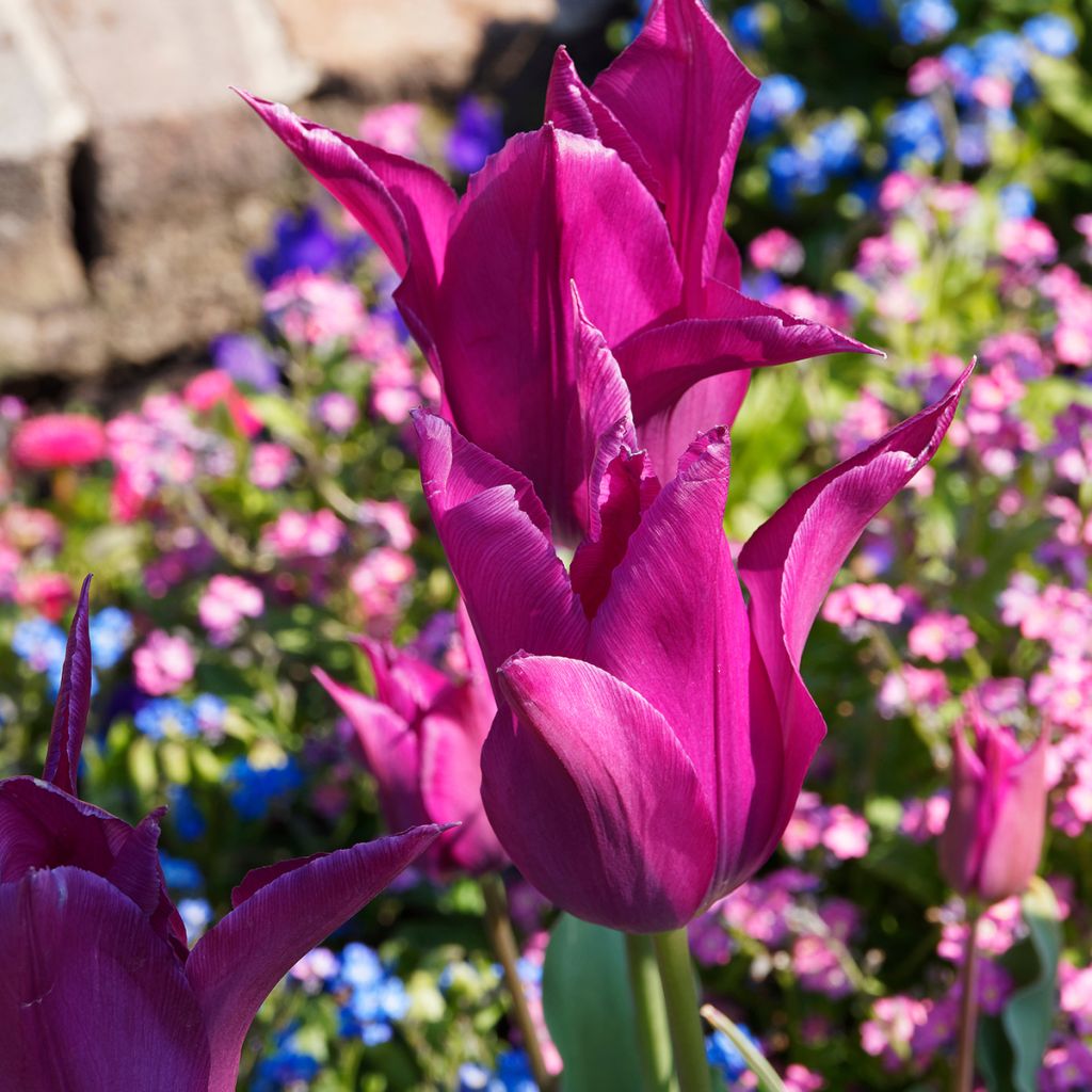 Tulipano Giglio Burgundy