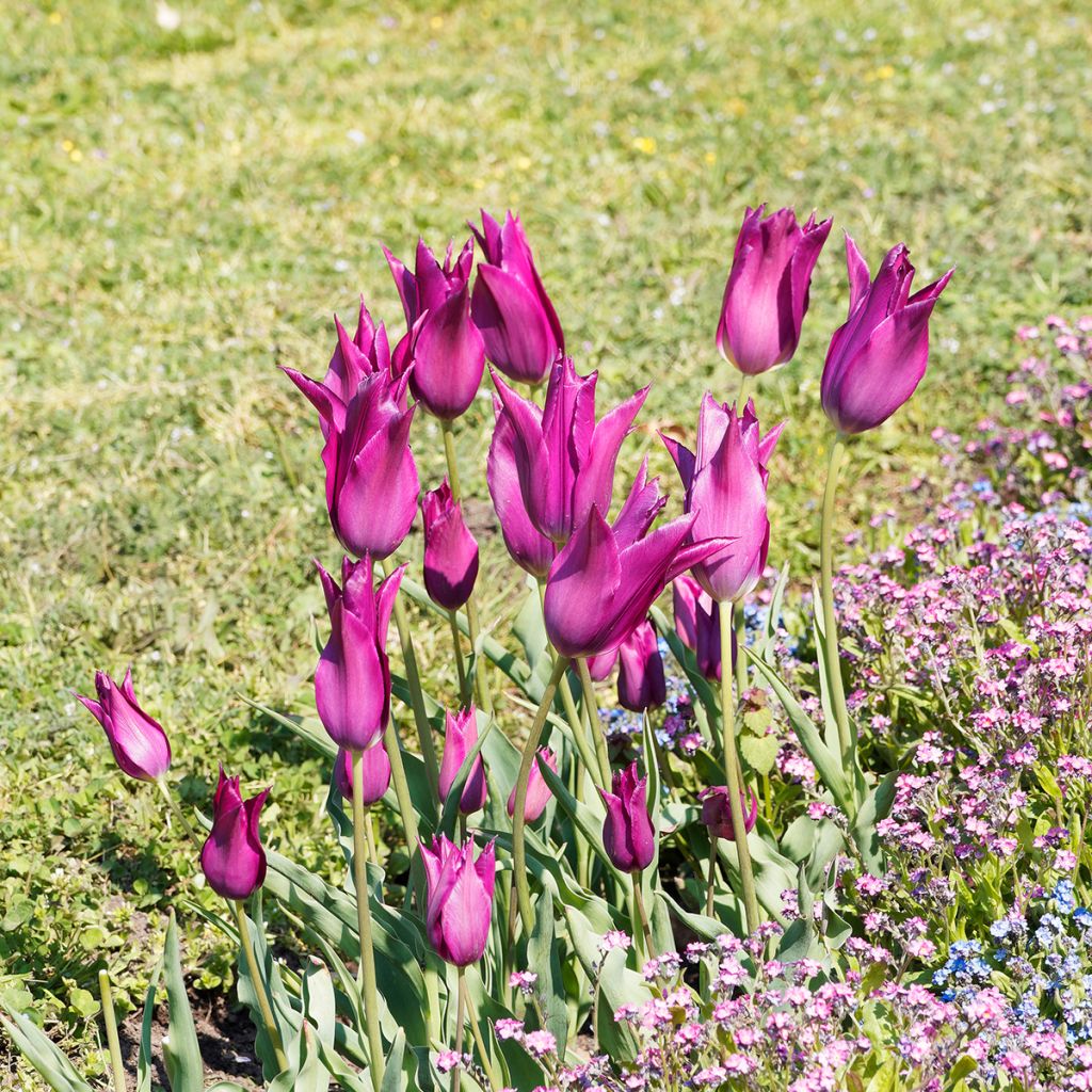 Tulipano Giglio Burgundy