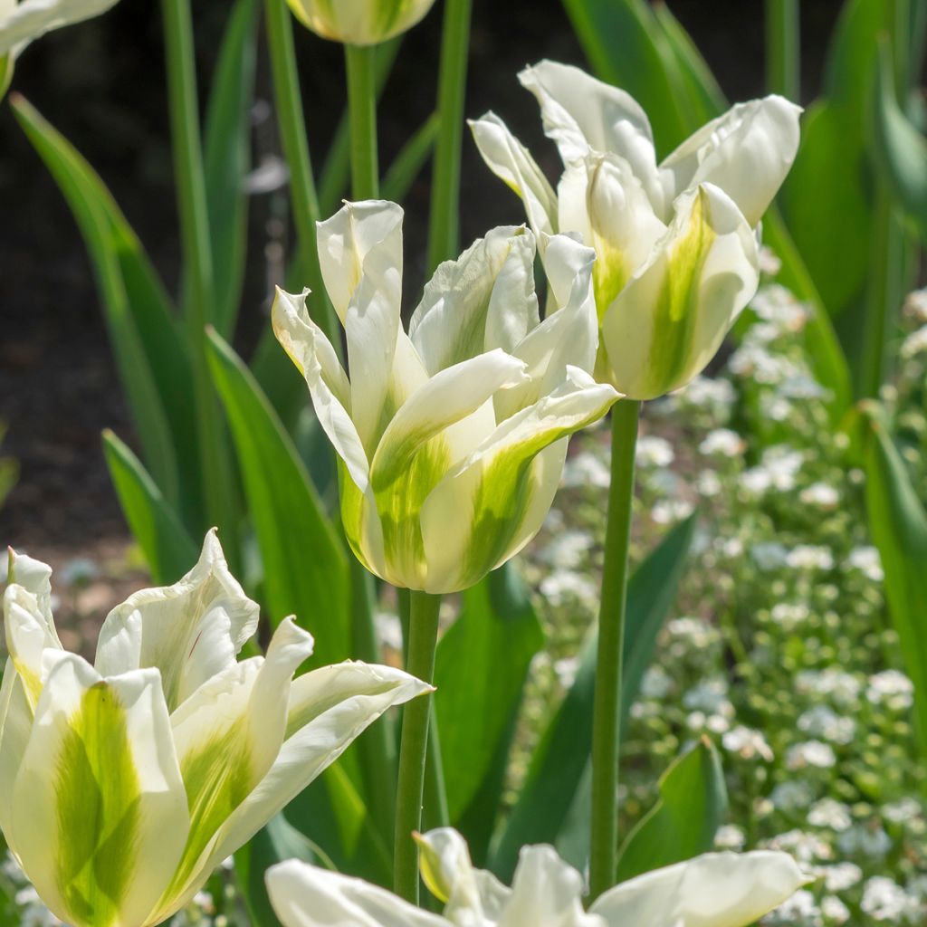 Tulipano Giglio Greenstar