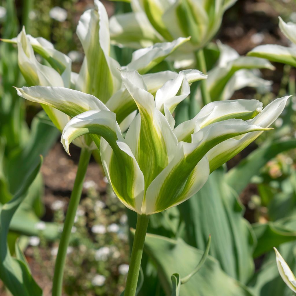 Tulipano Giglio Greenstar