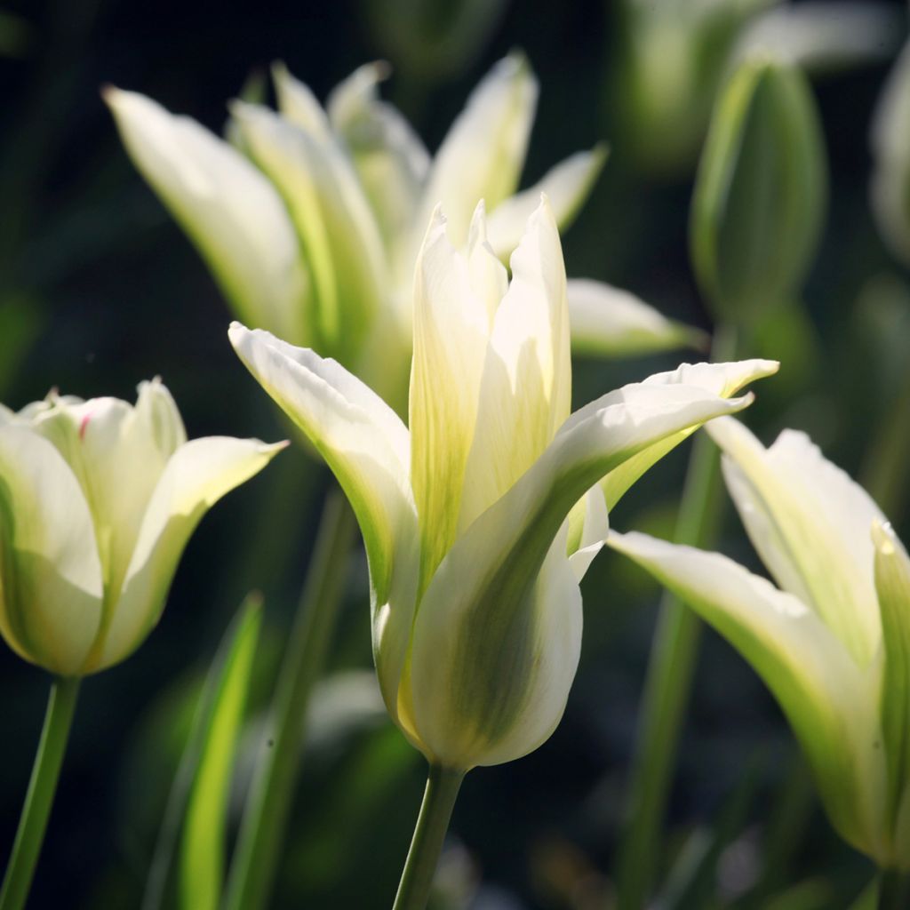 Tulipano Giglio Greenstar