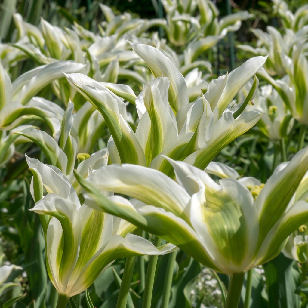 Tulipano Giglio Greenstar