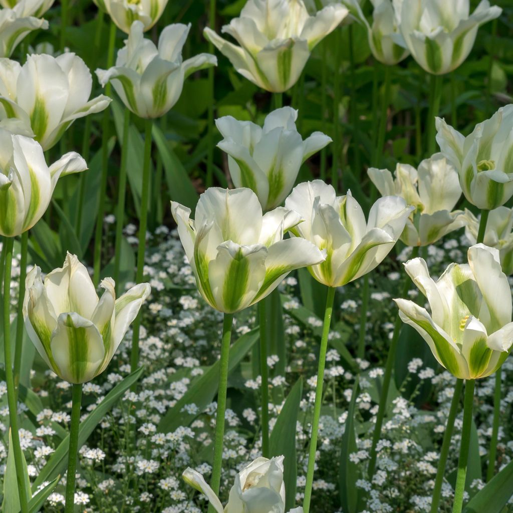 Tulipano Giglio Greenstar