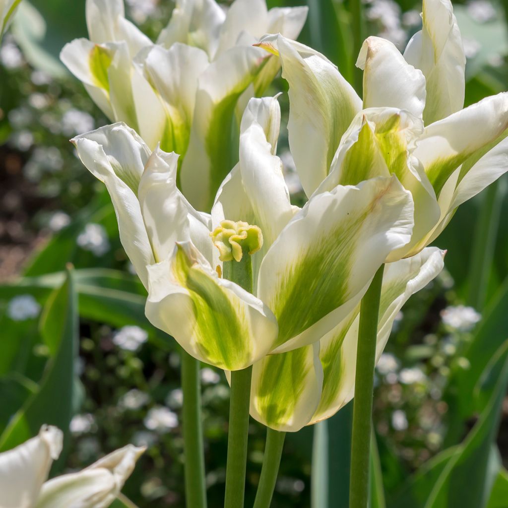 Tulipano Giglio Greenstar