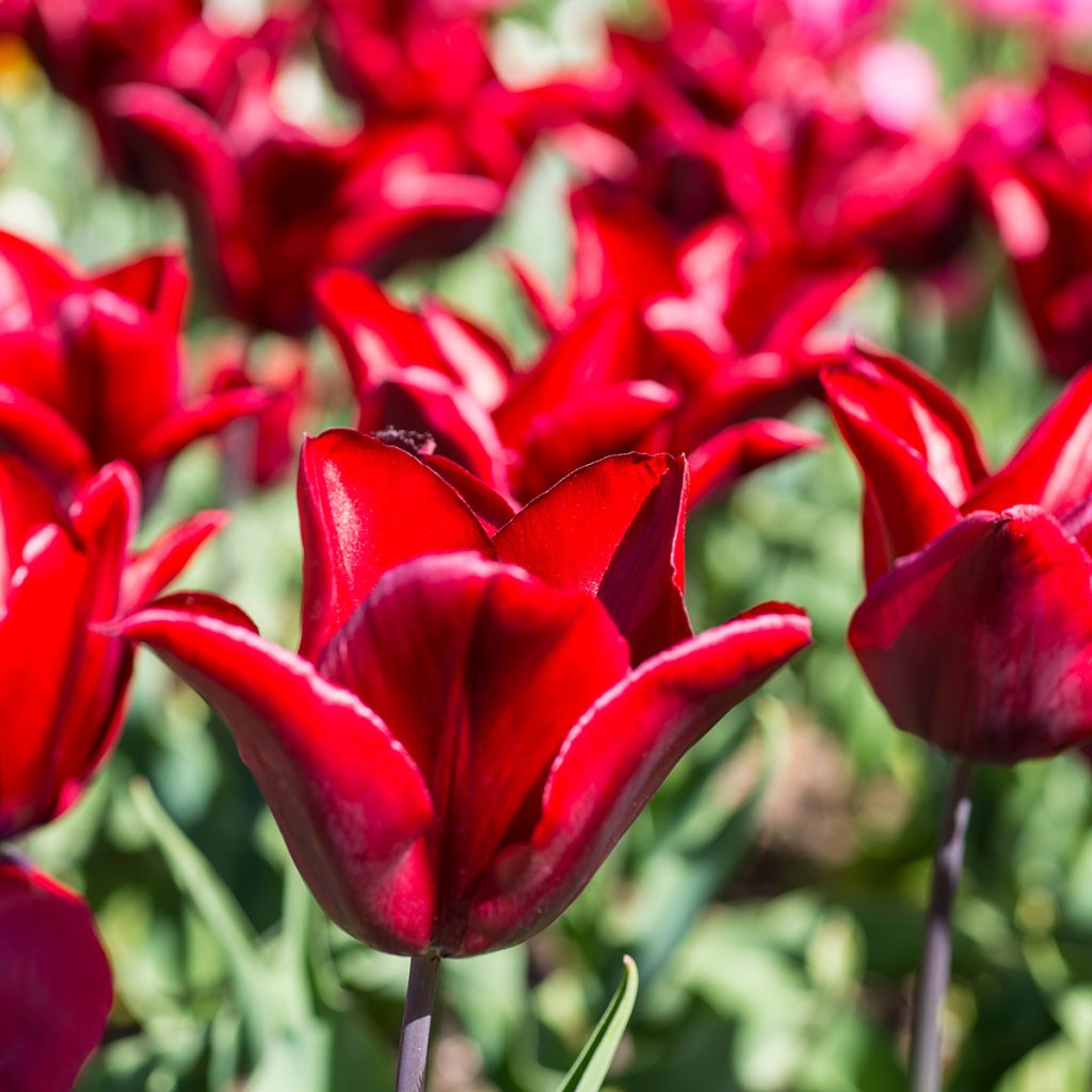 Tulipano Giglio Lasting Love