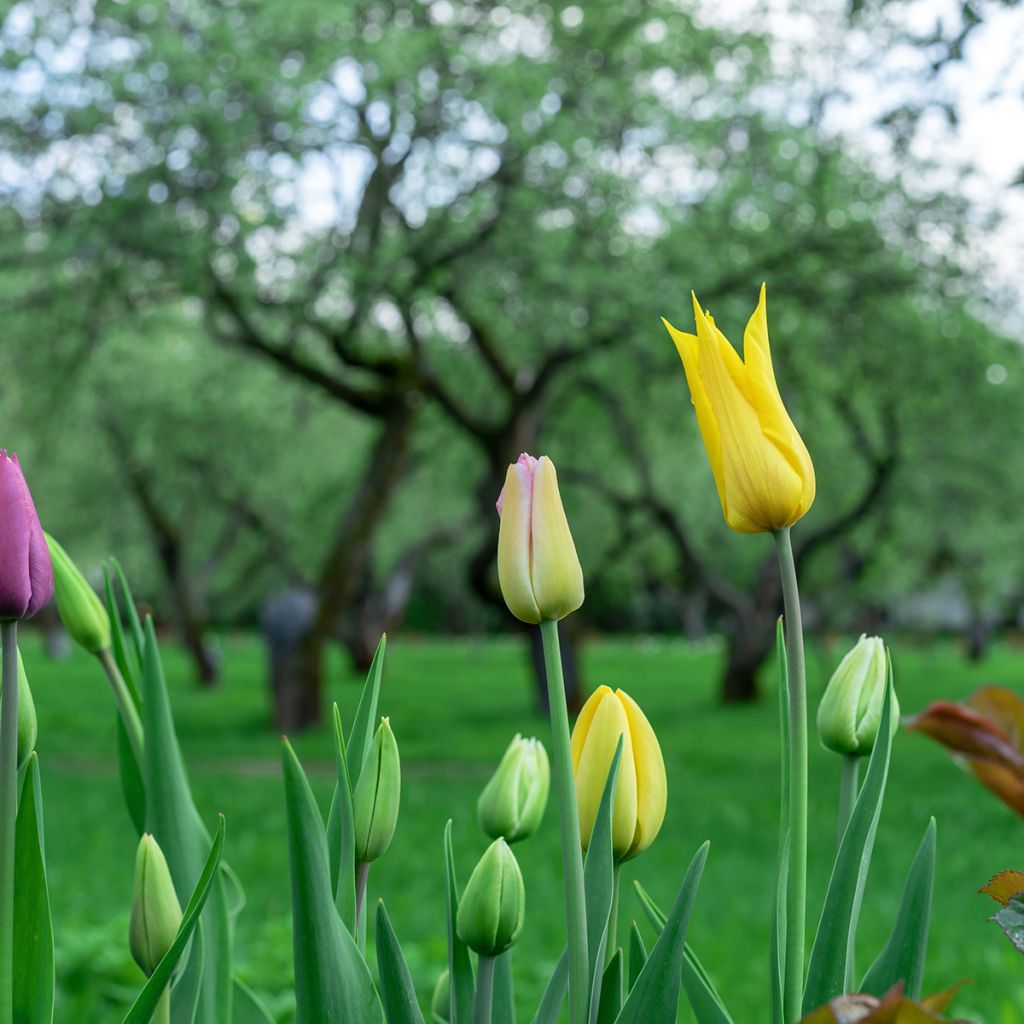 Tulipano Giglio West Point