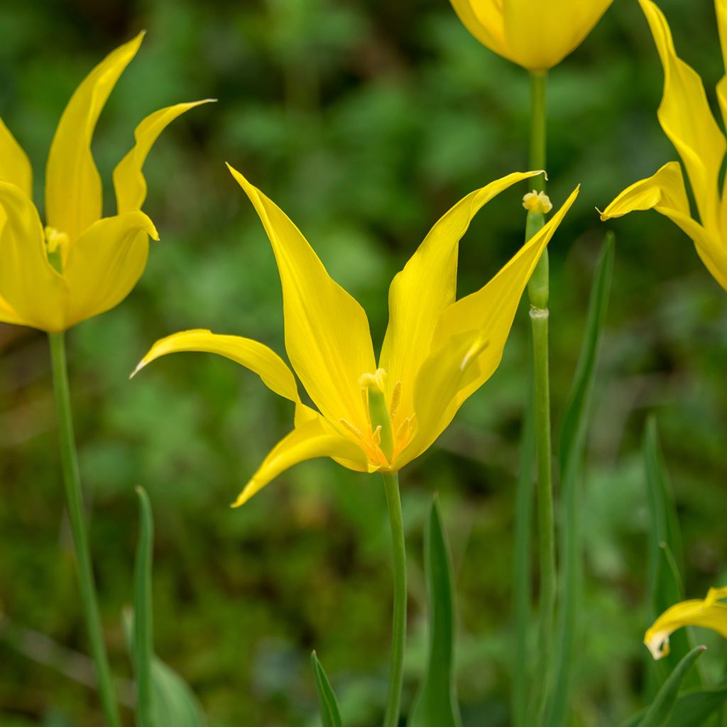 Tulipano Giglio West Point