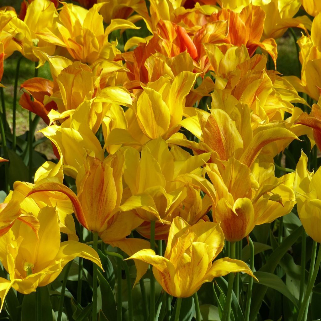 Tulipe Fleur de lys Vendée Globe