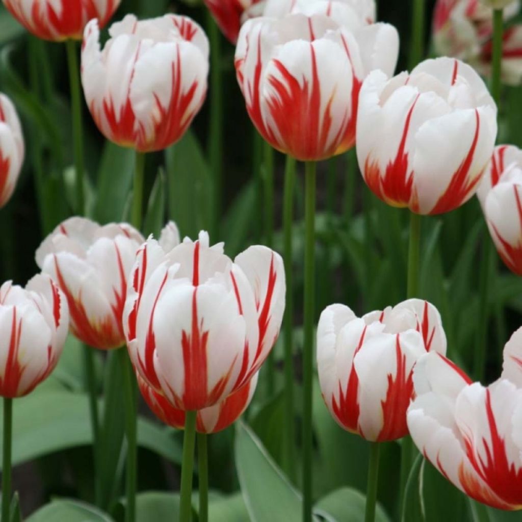 Tulipe Triomphe Happy Generation