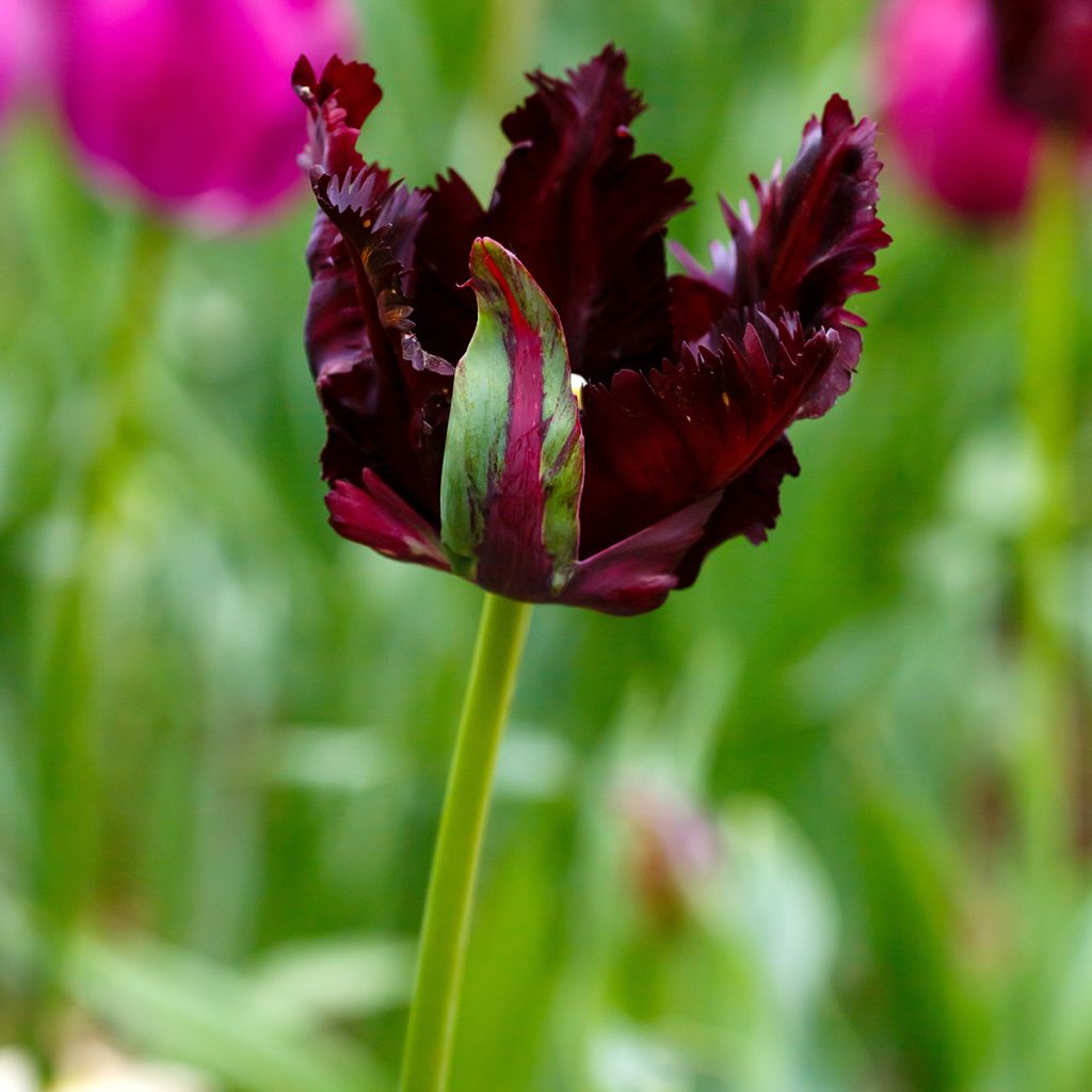 Tulipano Pappagallo Black Parrot