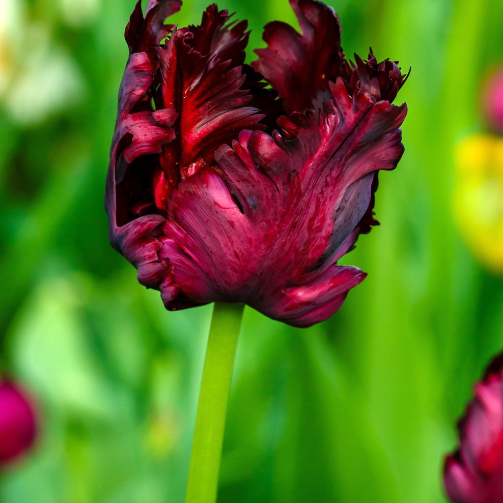 Tulipano Pappagallo Black Parrot