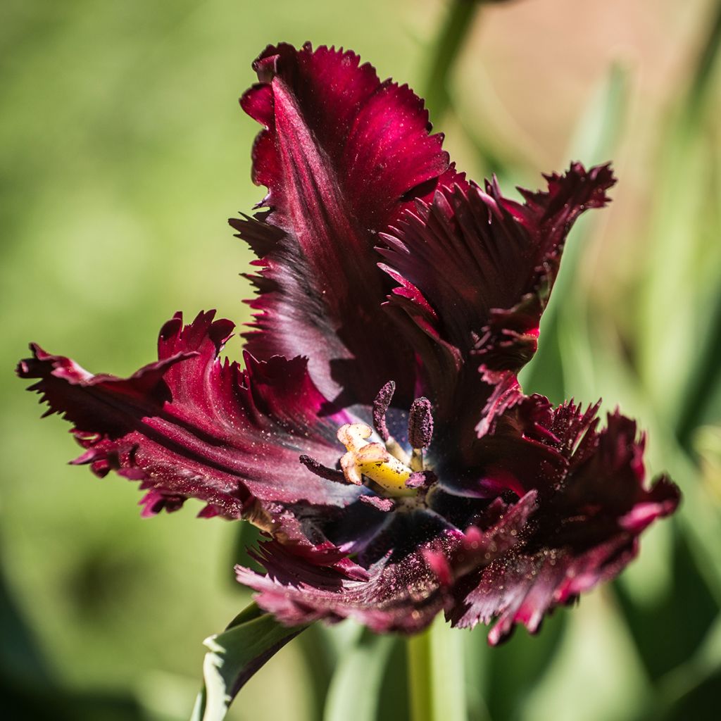 Tulipano Pappagallo Black Parrot