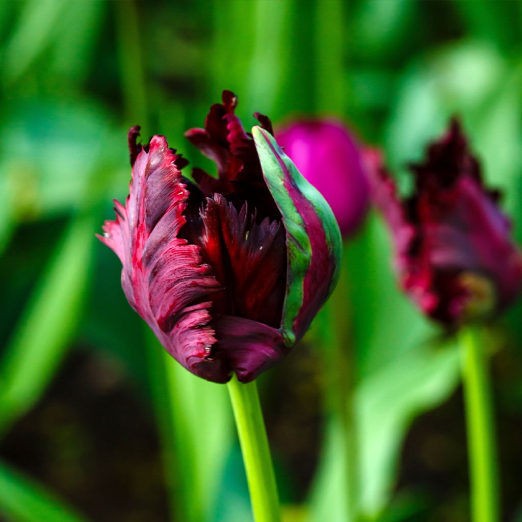 Tulipano Pappagallo Black Parrot