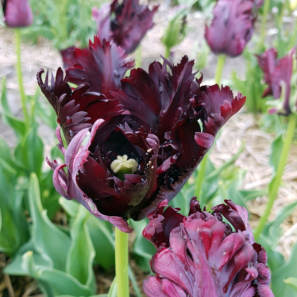 Tulipano Pappagallo Black Parrot