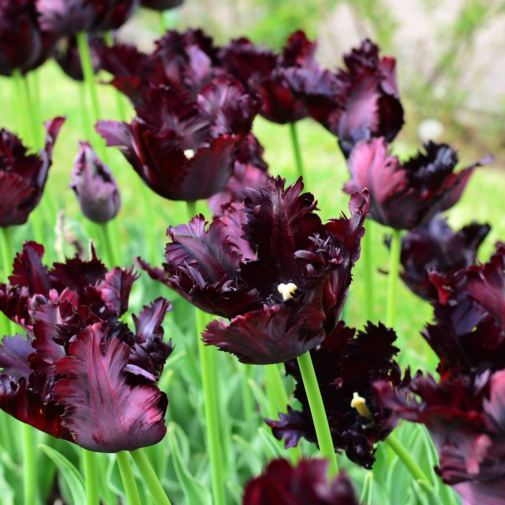 Tulipano Pappagallo Black Parrot