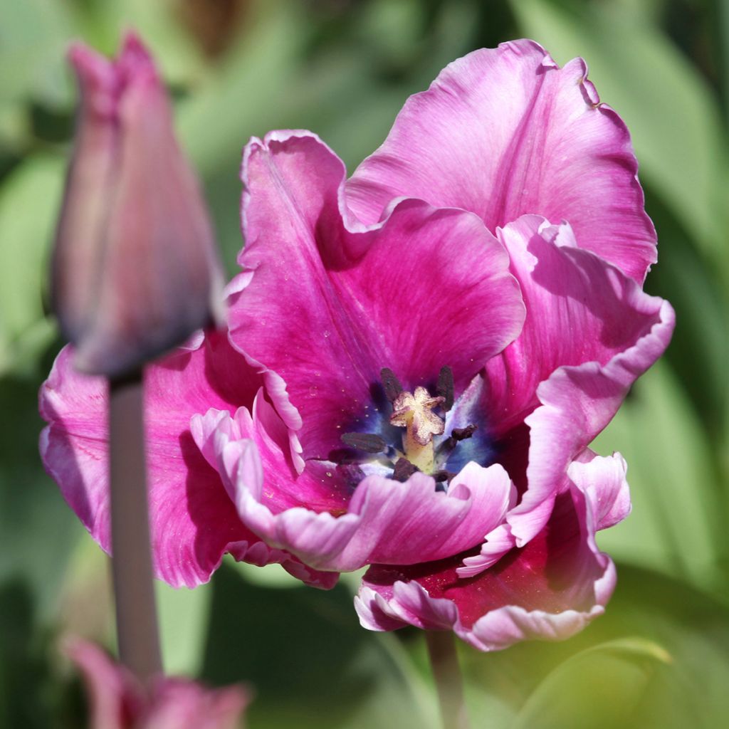 Tulipano Pappagallo Blue Parrot