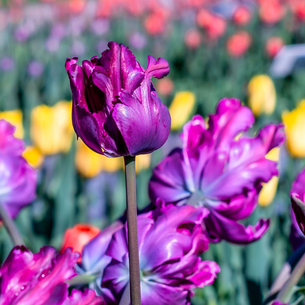 Tulipano Pappagallo Blue Parrot