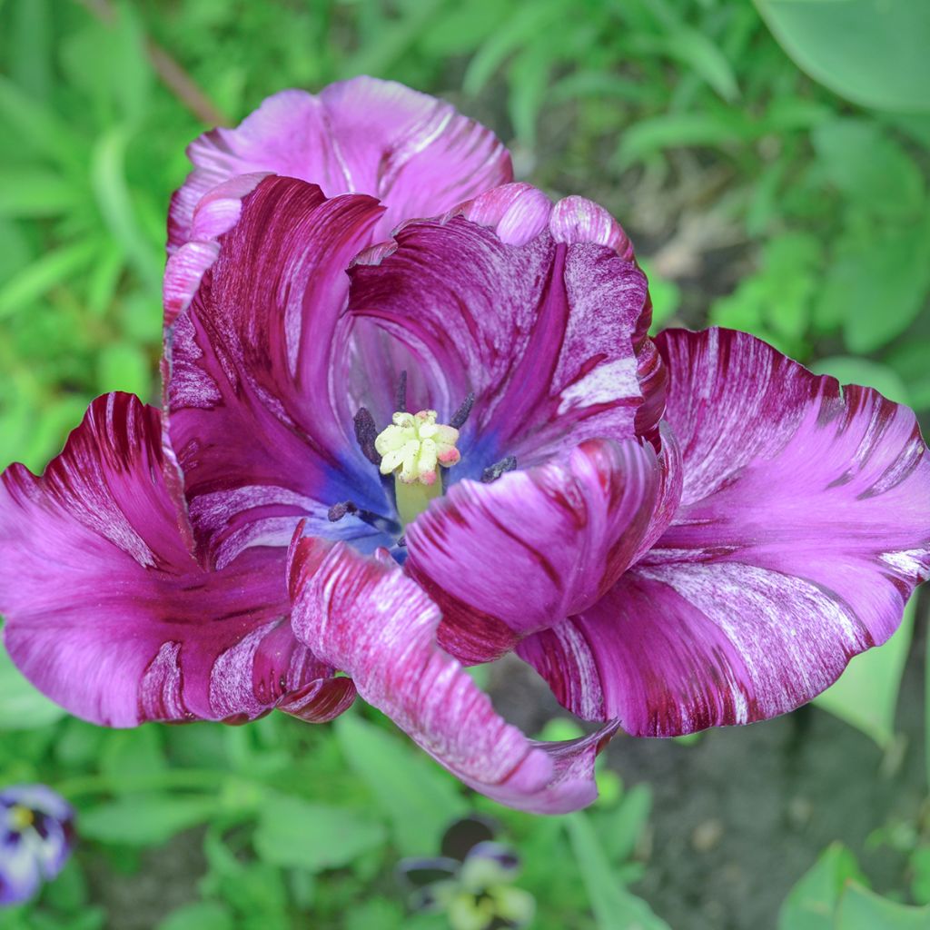 Tulipano Pappagallo Blue Parrot