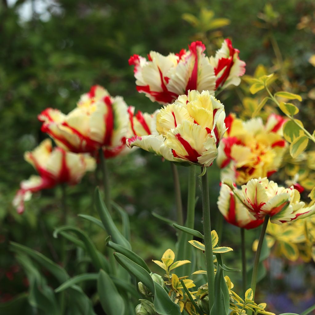 Tulipano Pappagallo Flaming Parrot