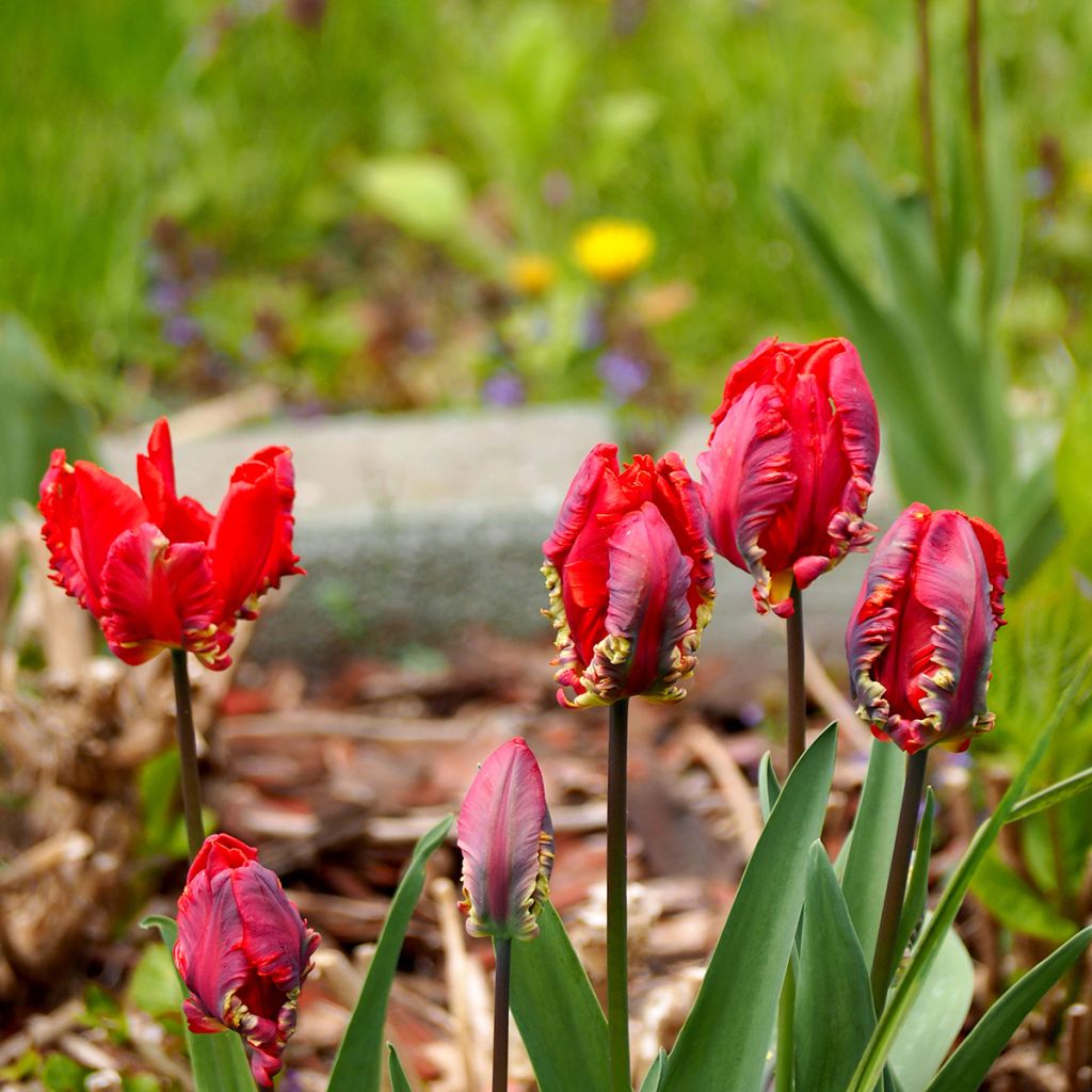 Tulipano Pappagallo Rococo