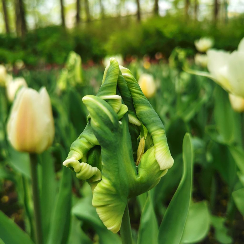 Tulipano Pappagallo Super Parrot