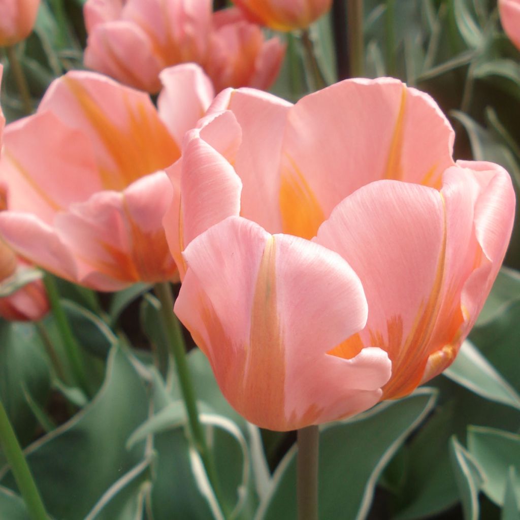 Tulipe Triomphe Pretty Princess