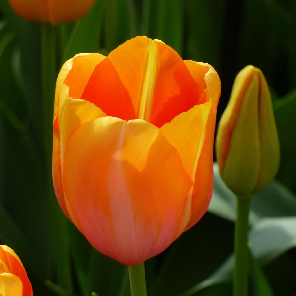 Tulipe Simple Tardive Dordogne