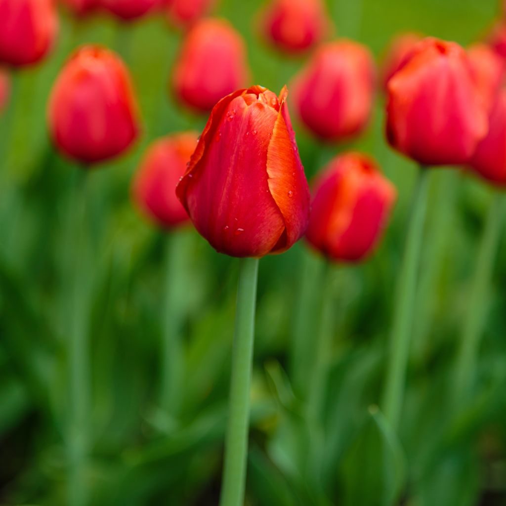 Tulipano Trionfo Annie Schilder