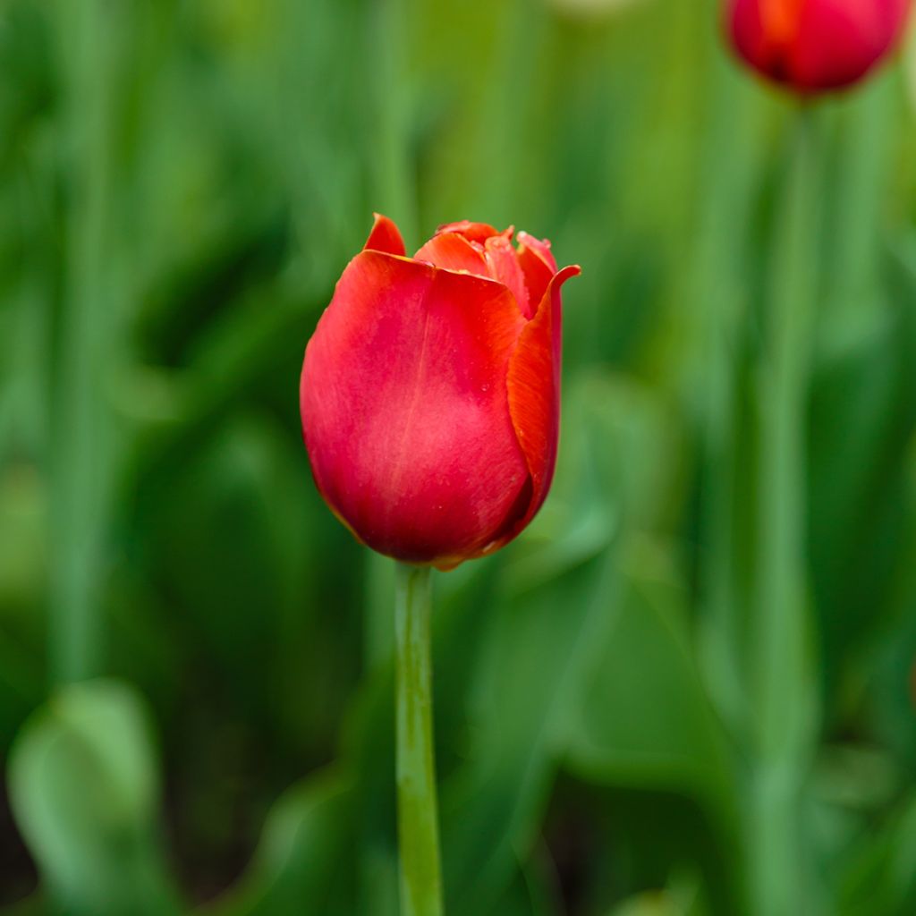 Tulipano Trionfo Annie Schilder