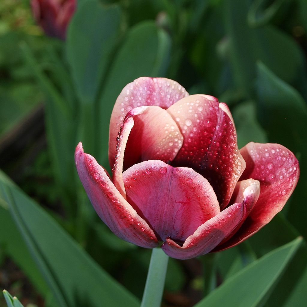 Tulipano Trionfo Arabian Mistery