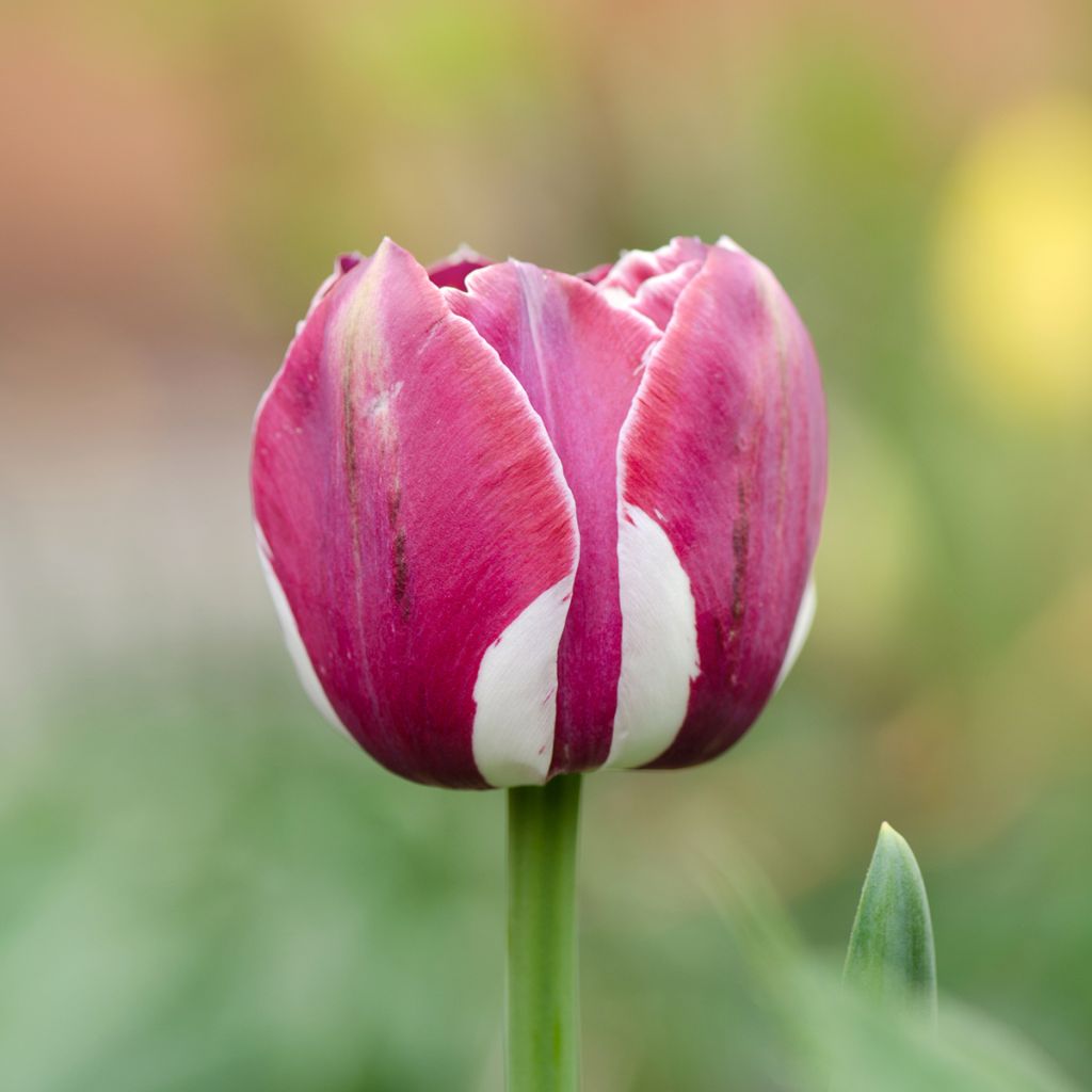 Tulipano Trionfo Arabian Mistery