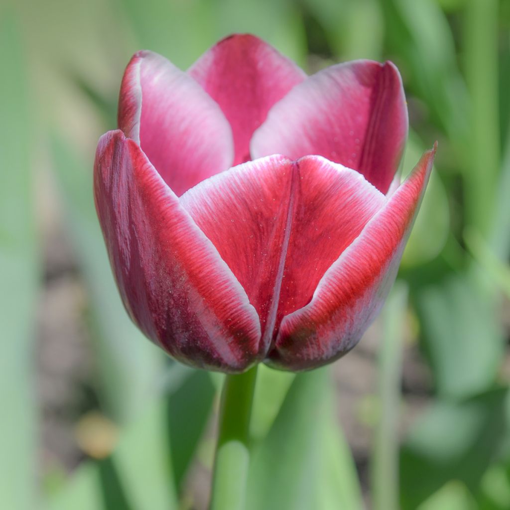 Tulipano Trionfo Arabian Mistery