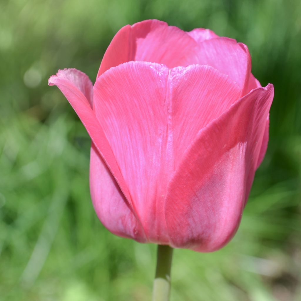 Tulipano Trionfo Barcelona