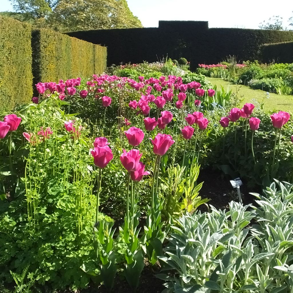 Tulipano Trionfo Barcelona