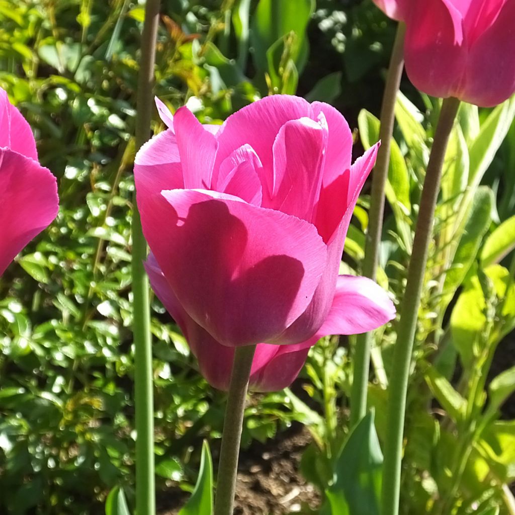 Tulipano Trionfo Barcelona