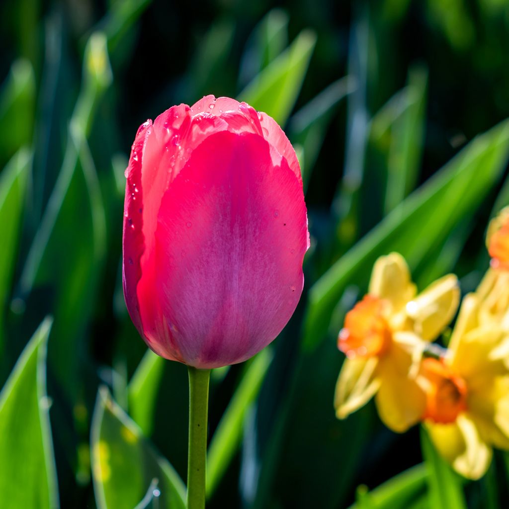 Tulipano Trionfo Bastogne