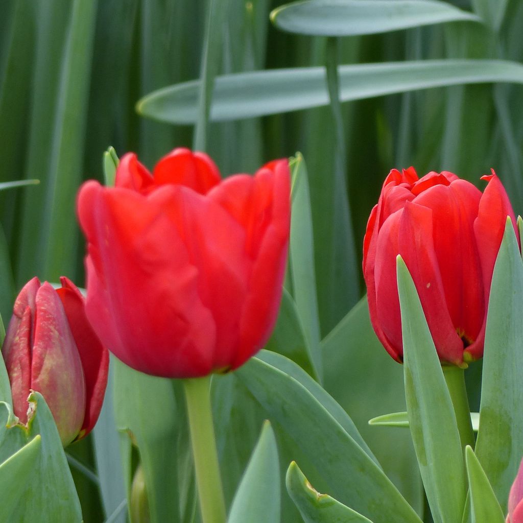 Tulipe Triomphe Ben van Zanten